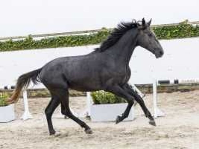 Anglo European Studbook Caballo castrado 2 años 172 cm Tordillo negro in Waddinxveen