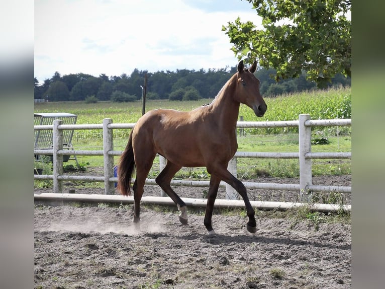 Anglo European Studbook Caballo castrado 2 años Castaño in Liessel