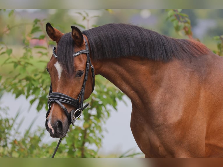 Anglo European Studbook Caballo castrado 3 años 145 cm Castaño in GROTE-BROGEL