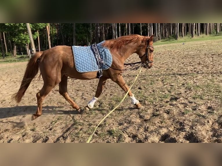 Anglo European Studbook Caballo castrado 3 años 153 cm Alazán in Lille