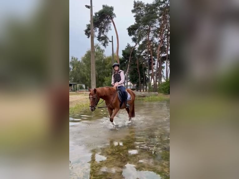Anglo European Studbook Caballo castrado 3 años 153 cm Alazán in Lille