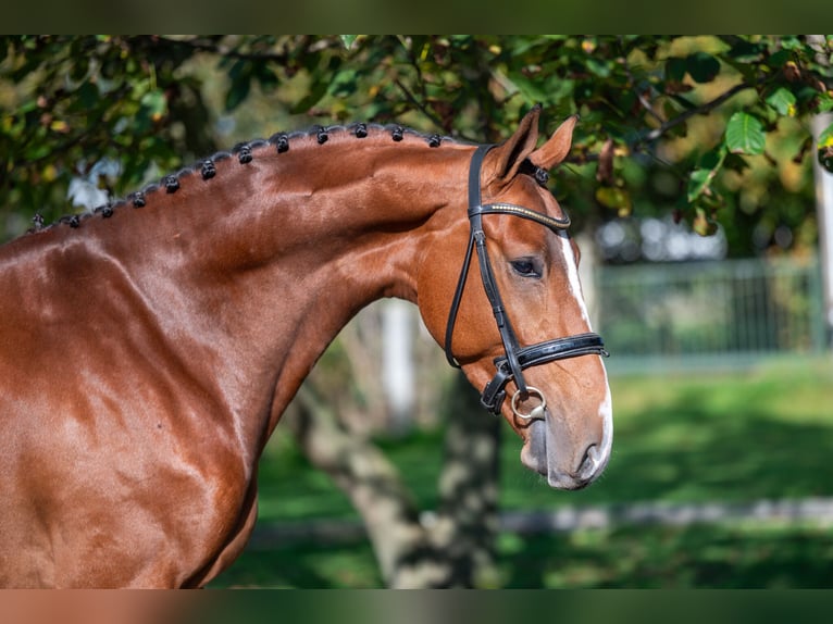 Anglo European Studbook Caballo castrado 3 años 166 cm Castaño in GROTE-BROGEL