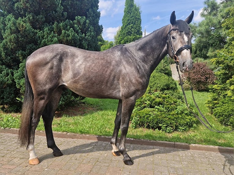 Anglo European Studbook Caballo castrado 3 años 166 cm Tordo in Łobez