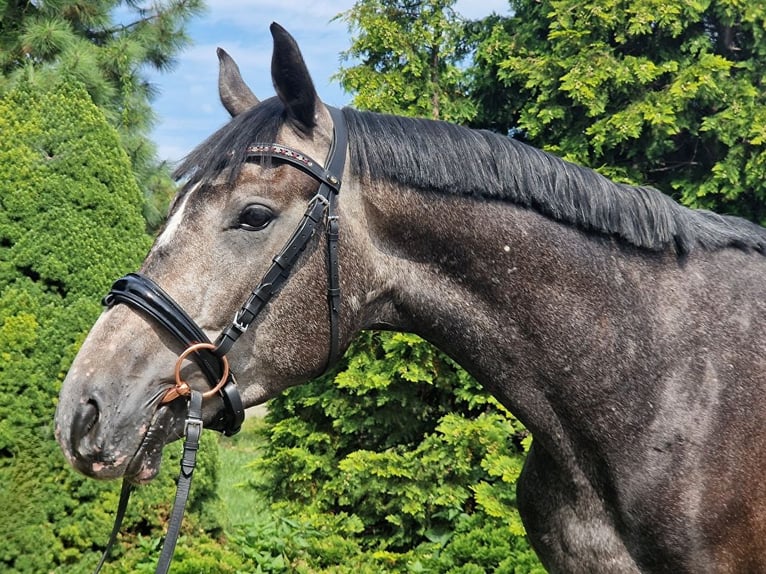 Anglo European Studbook Caballo castrado 3 años 166 cm Tordo in Łobez