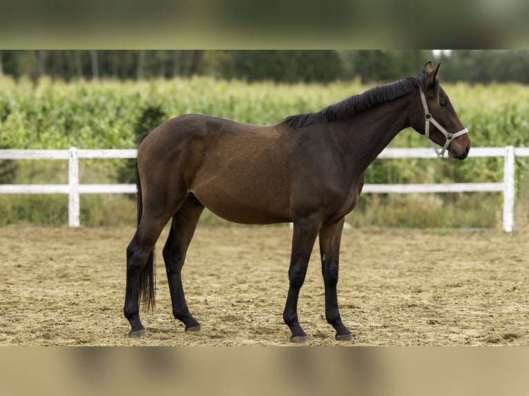 Anglo European Studbook Caballo castrado 3 años 167 cm Alazán in Warzenko