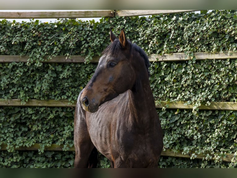 Anglo European Studbook Caballo castrado 3 años 167 cm Castaño oscuro in Waddinxveen