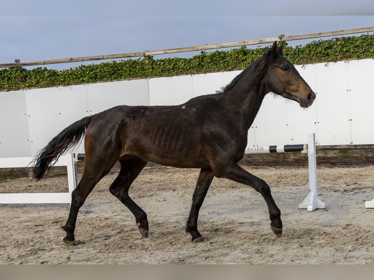 Anglo European Studbook Caballo castrado 3 años 167 cm Castaño oscuro in Waddinxveen