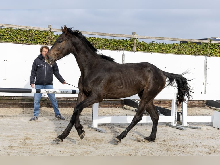 Anglo European Studbook Caballo castrado 3 años 167 cm Castaño oscuro in Waddinxveen