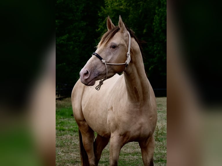 Anglo European Studbook Caballo castrado 3 años 168 cm Champán in Düsseldorf