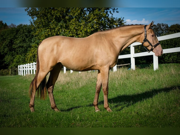Anglo European Studbook Caballo castrado 3 años 168 cm Champán in Düsseldorf