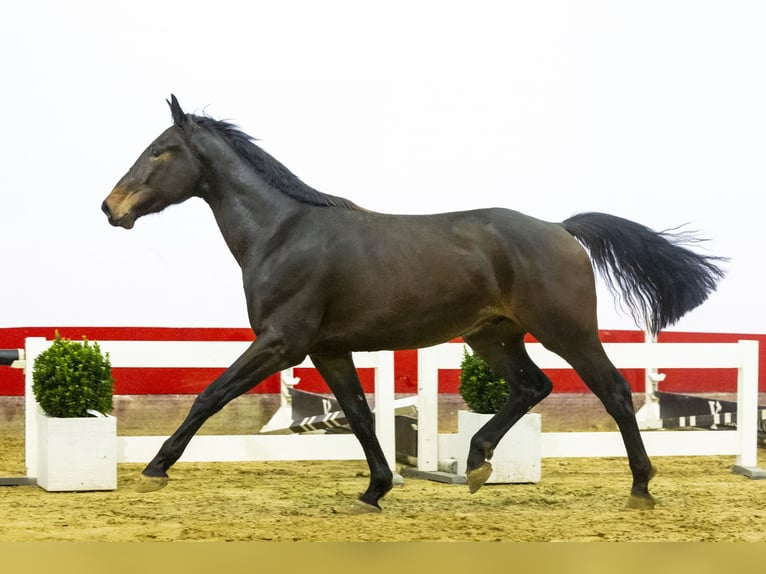 Anglo European Studbook Caballo castrado 3 años 170 cm Castaño oscuro in Waddinxveen