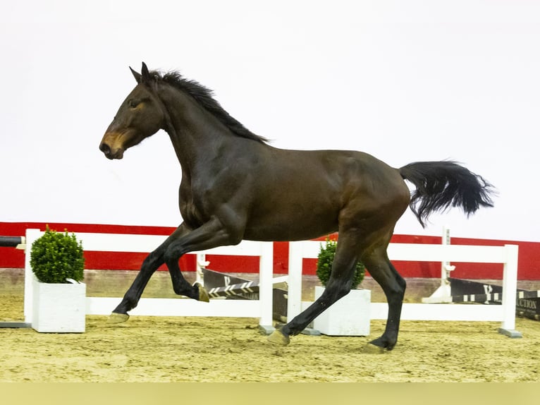 Anglo European Studbook Caballo castrado 3 años 170 cm Castaño oscuro in Waddinxveen