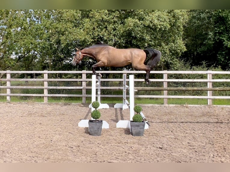 Anglo European Studbook Caballo castrado 3 años 171 cm Castaño-ruano in Northwich, Cheshire