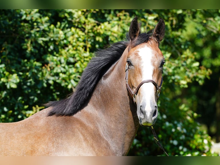 Anglo European Studbook Caballo castrado 3 años 171 cm Castaño-ruano in Northwich, Cheshire