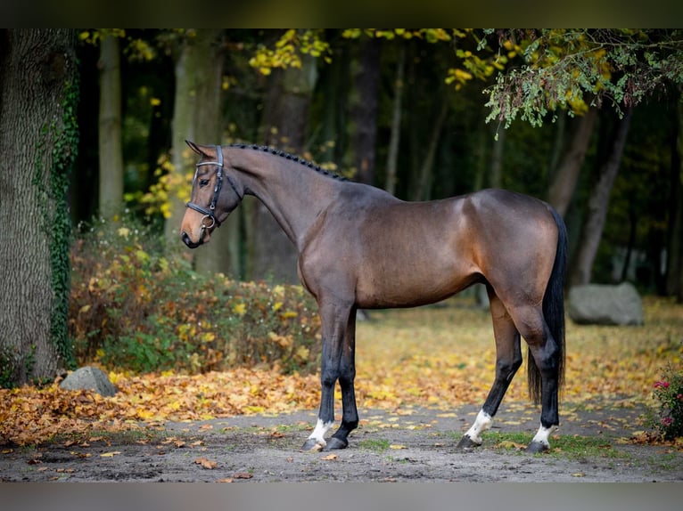 Anglo European Studbook Caballo castrado 3 años Castaño in Pozna&#x144;