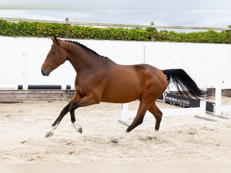 Anglo European Studbook Caballo castrado 4 años 160 cm Castaño in Waddinxveen