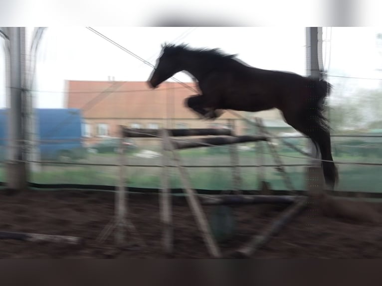 Anglo European Studbook Caballo castrado 4 años 160 cm Morcillo in Rokitno