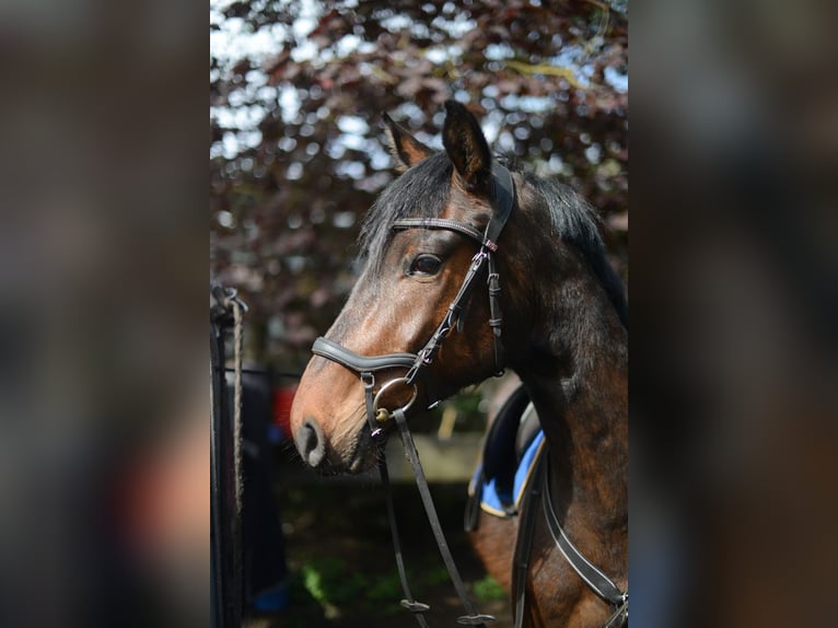 Anglo European Studbook Caballo castrado 4 años 160 cm Morcillo in Rokitno