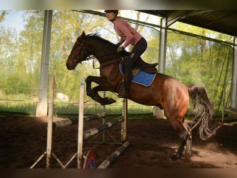 Anglo European Studbook Caballo castrado 4 años 160 cm Morcillo in Rokitno