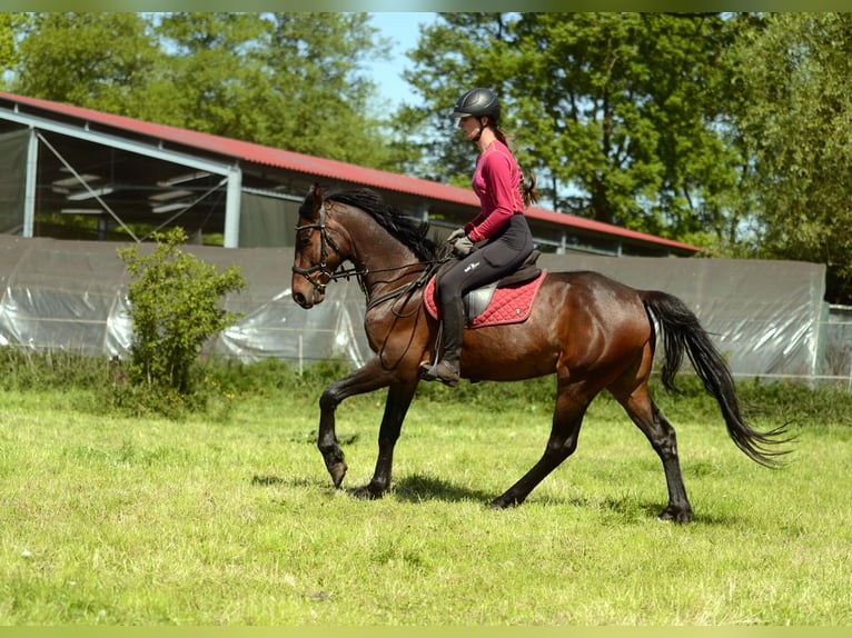 Anglo European Studbook Caballo castrado 4 años 160 cm Morcillo in Rokitno