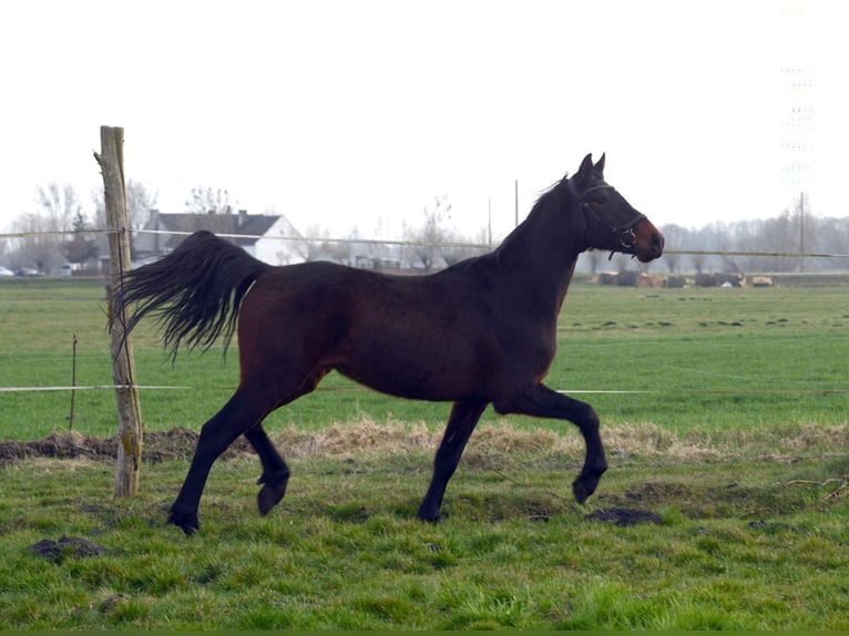 Anglo European Studbook Caballo castrado 4 años 160 cm Morcillo in Rokitno