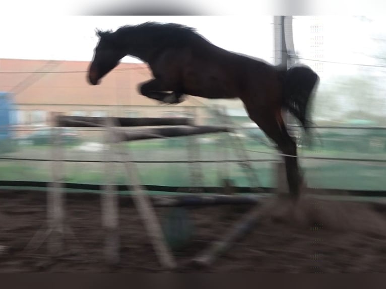 Anglo European Studbook Caballo castrado 4 años 160 cm Morcillo in Rokitno