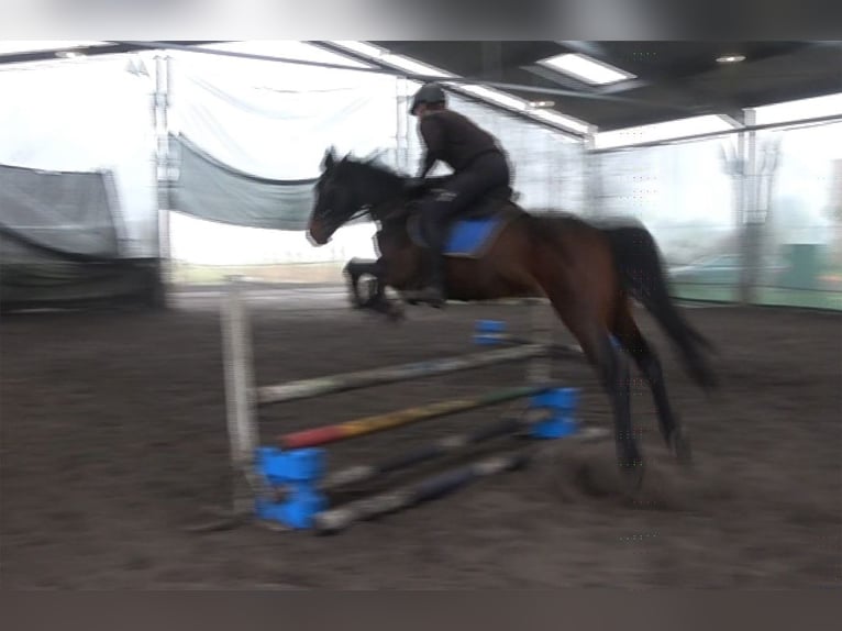Anglo European Studbook Caballo castrado 4 años 160 cm Morcillo in Rokitno