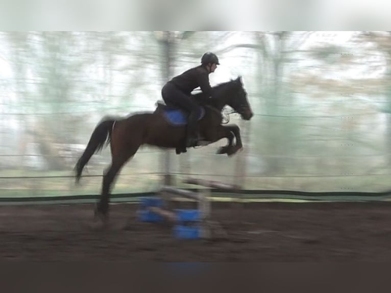 Anglo European Studbook Caballo castrado 4 años 160 cm Morcillo in Rokitno