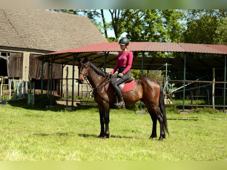 Anglo European Studbook Caballo castrado 4 años 160 cm Morcillo in Rokitno