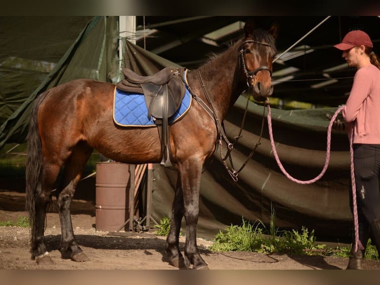 Anglo European Studbook Caballo castrado 4 años 160 cm Morcillo in Rokitno