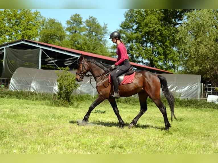 Anglo European Studbook Caballo castrado 4 años 160 cm Morcillo in Rokitno