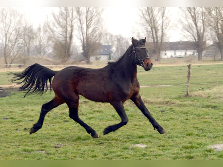 Anglo European Studbook Caballo castrado 4 años 160 cm Morcillo in Rokitno