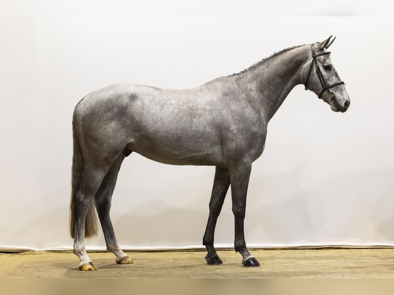 Anglo European Studbook Caballo castrado 4 años 161 cm Tordo in Waddinxveen