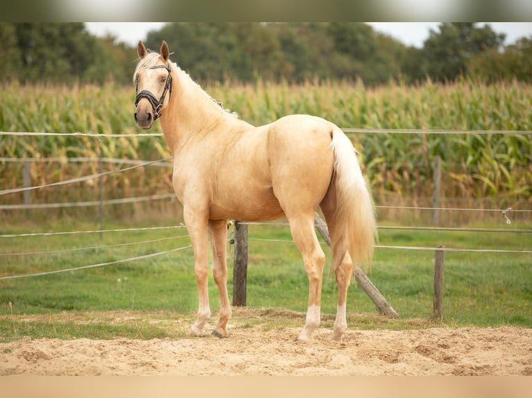 Anglo European Studbook Caballo castrado 4 años 162 cm Palomino in Oudemirdum