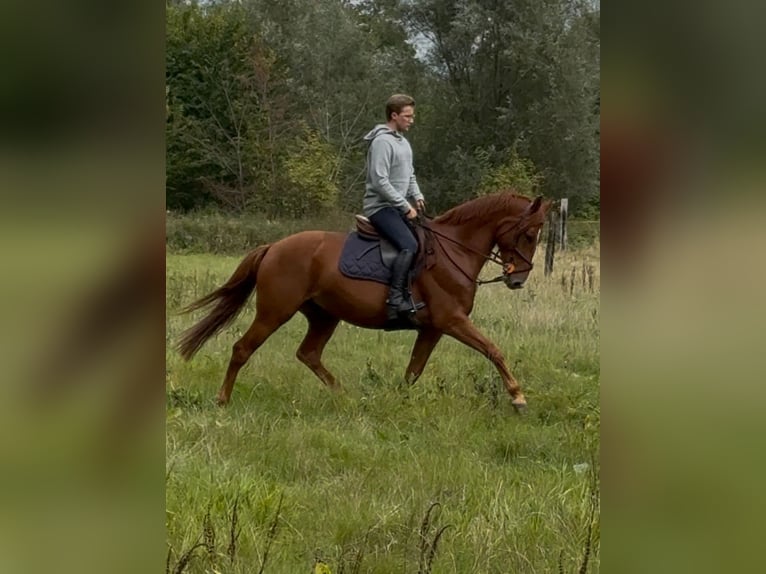 Anglo European Studbook Caballo castrado 4 años 165 cm Alazán in Hekelgem