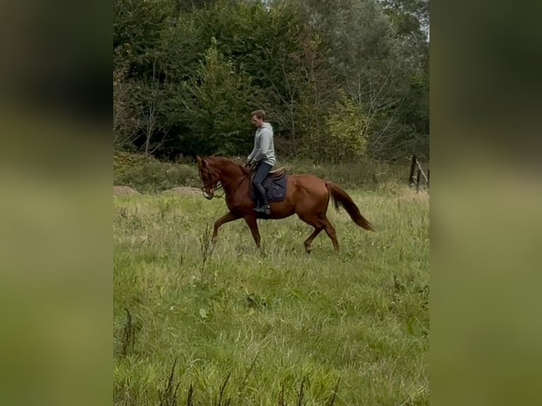 Anglo European Studbook Caballo castrado 4 años 165 cm Alazán in Hekelgem
