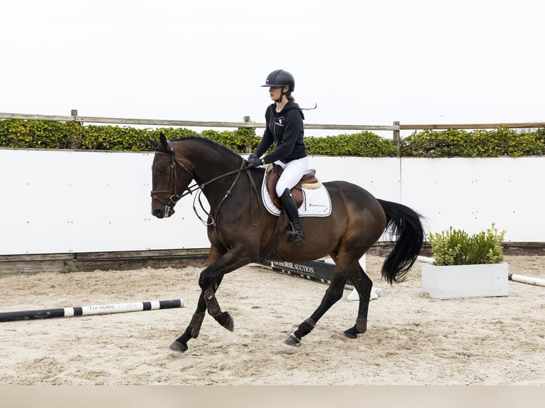 Anglo European Studbook Caballo castrado 4 años 165 cm  in Waddinxveen