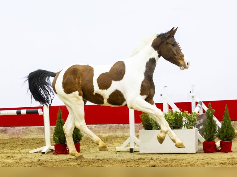 Anglo European Studbook Caballo castrado 4 años 165 cm in Waddinxveen