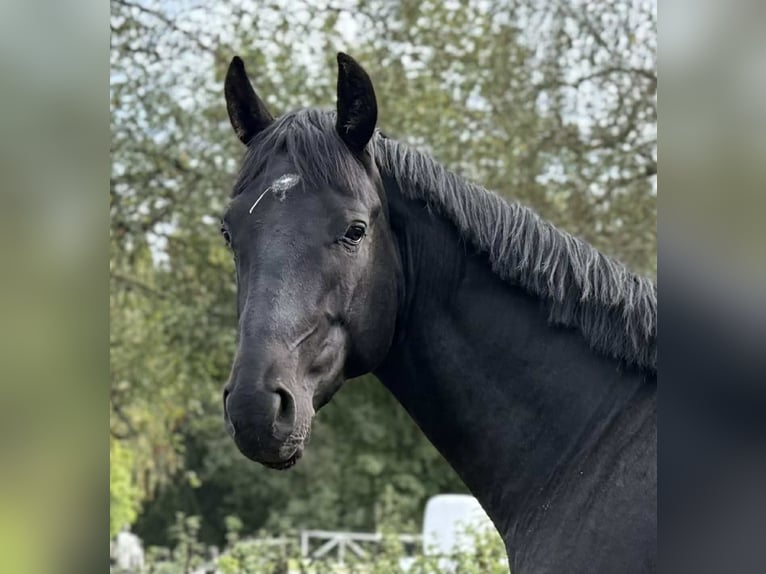 Anglo European Studbook Caballo castrado 4 años 165 cm Negro in Lammhult