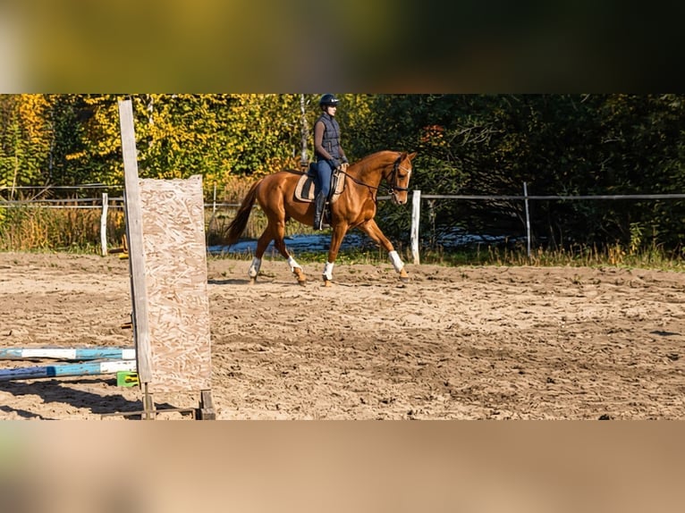 Anglo European Studbook Caballo castrado 4 años 166 cm Alazán in Nowy Janków