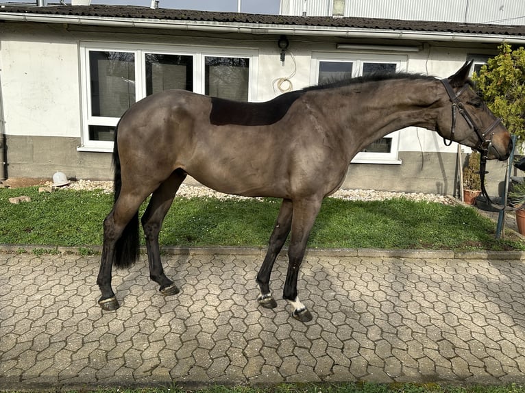 Anglo European Studbook Caballo castrado 4 años 167 cm Negro in Bad Kreuznach