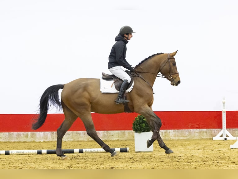 Anglo European Studbook Caballo castrado 4 años 168 cm  in Waddinxveen
