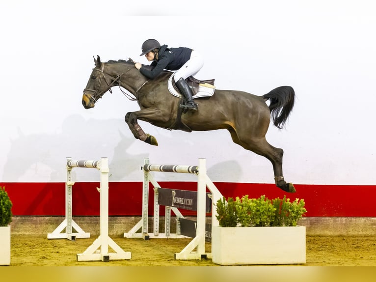 Anglo European Studbook Caballo castrado 4 años 168 cm Castaño oscuro in Waddinxveen