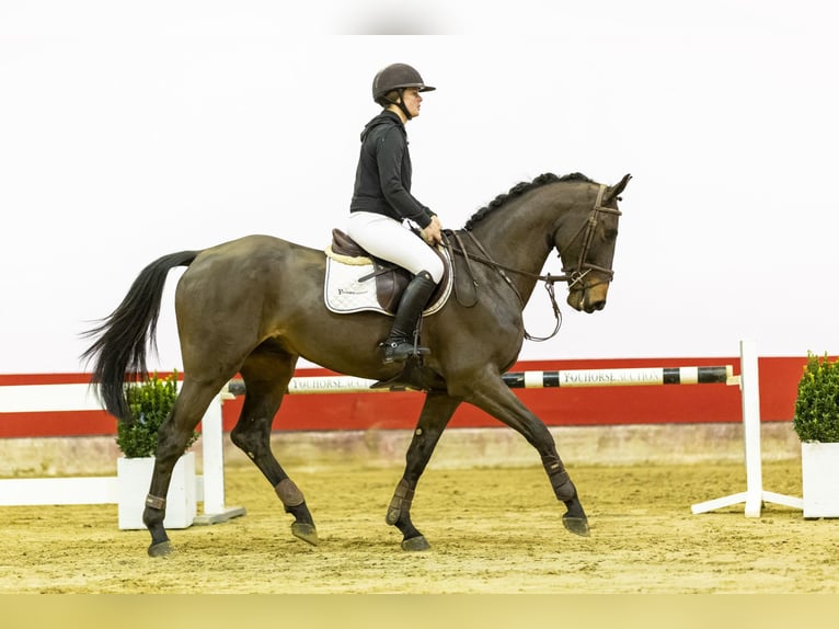 Anglo European Studbook Caballo castrado 4 años 168 cm Castaño oscuro in Waddinxveen