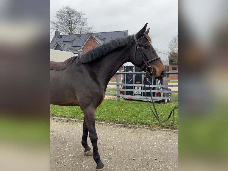 Anglo European Studbook Caballo castrado 4 años 169 cm Castaño oscuro in Böbs