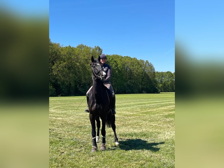 Anglo European Studbook Caballo castrado 4 años 172 cm Negro in Gemonde