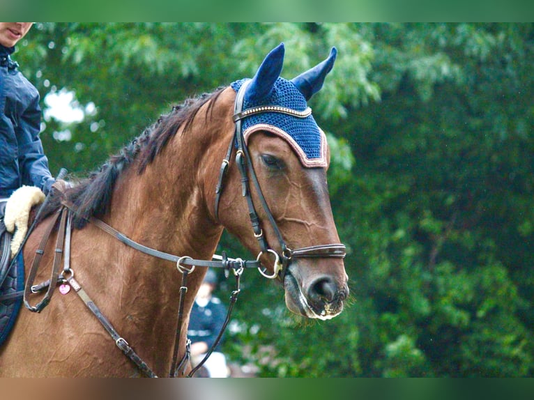 Anglo European Studbook Caballo castrado 4 años 173 cm Castaño oscuro in Geldern