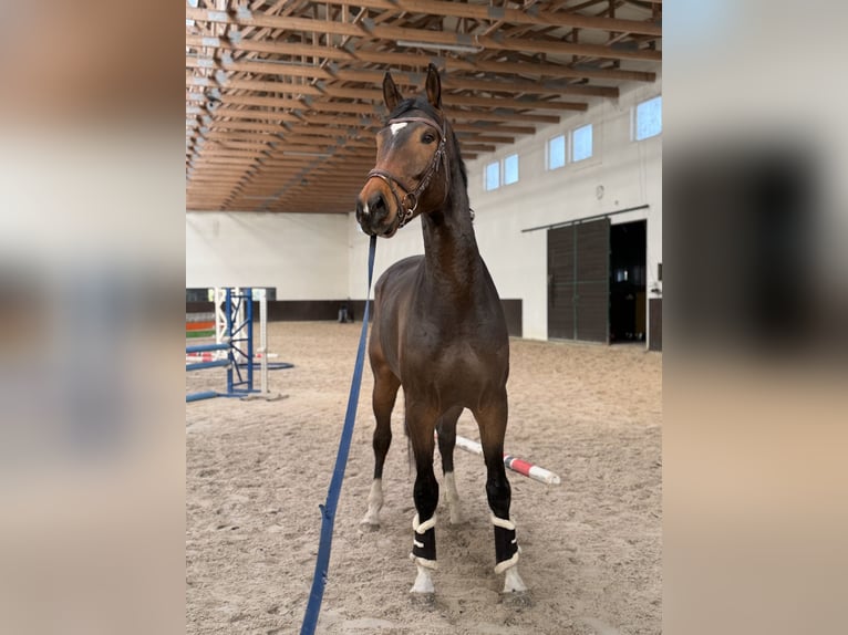 Anglo European Studbook Caballo castrado 4 años 173 cm Morcillo in Krzepielów