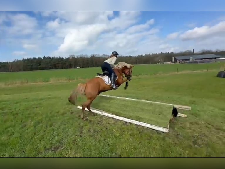 Anglo European Studbook Caballo castrado 5 años 152 cm Alazán in Brilon