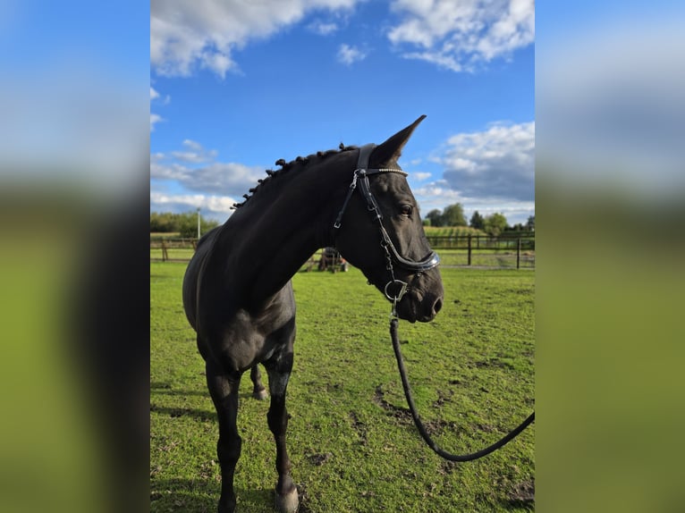 Anglo European Studbook Caballo castrado 5 años 161 cm Negro in St. Willebrord